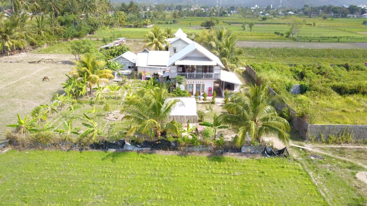 The Daun Puntik Homestay Pemenang Exterior foto