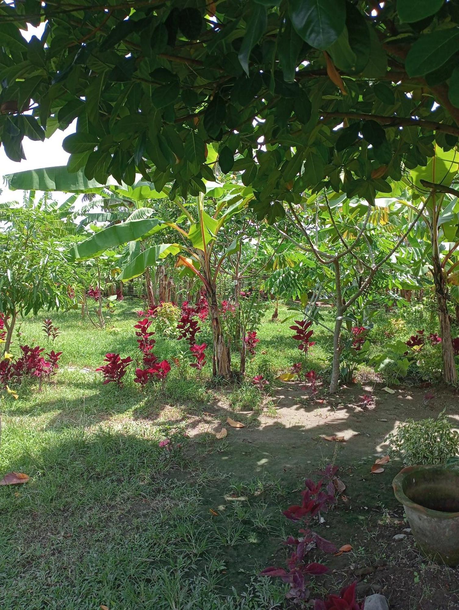 The Daun Puntik Homestay Pemenang Exterior foto